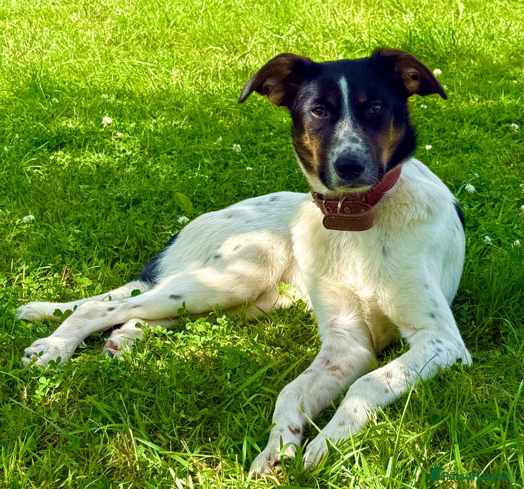 Foxhound dogs for adoption: Josie – Saved in the Final Hour - Image 8