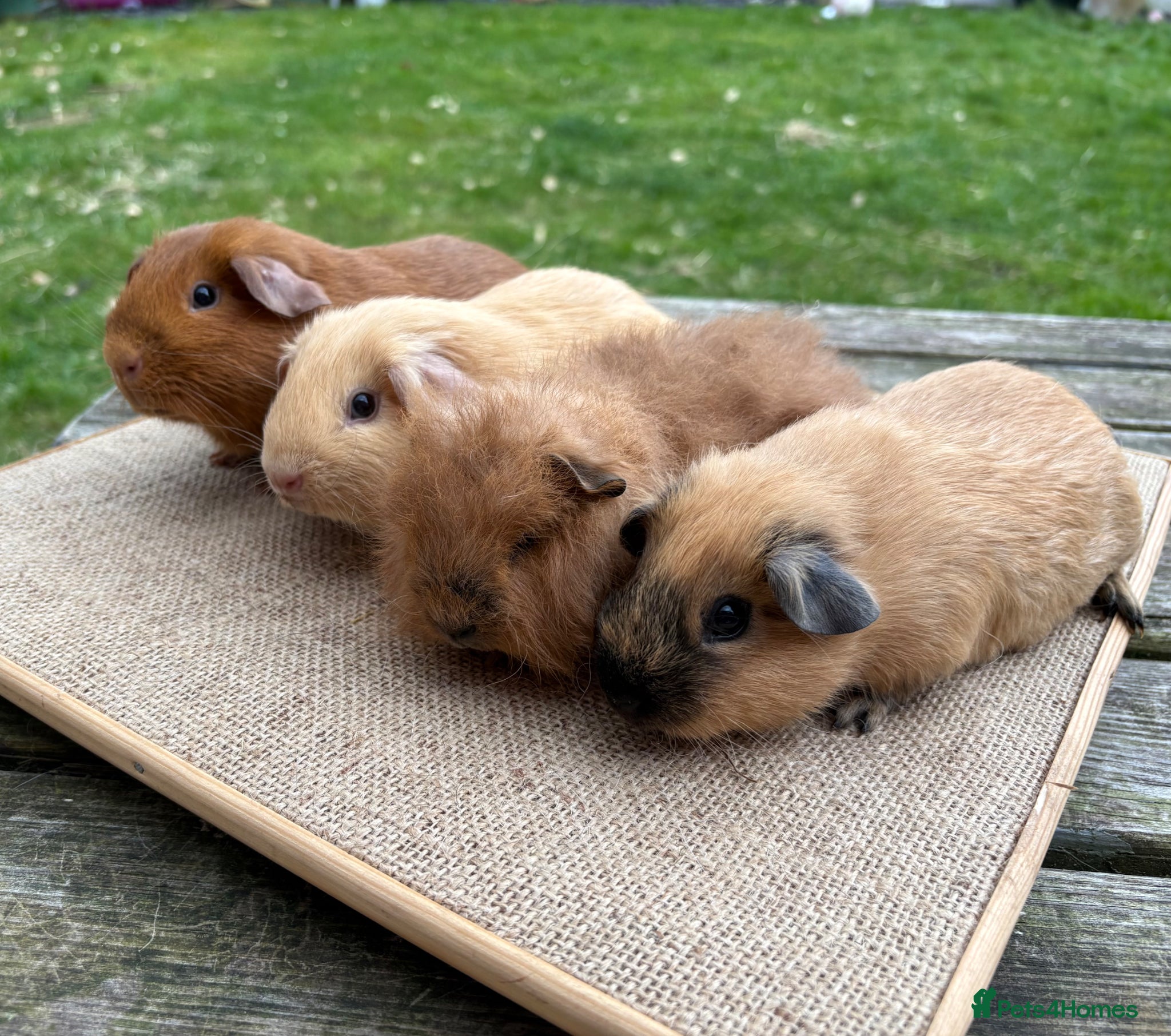 Guinea Pig rodents Beautiful baby boars; Californian, Swiss & selfs - Advert 1