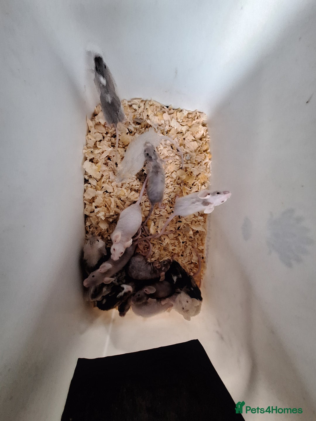 Mouse rodents for sale: Fancy pet mice for sale £8 each  - Advert 11