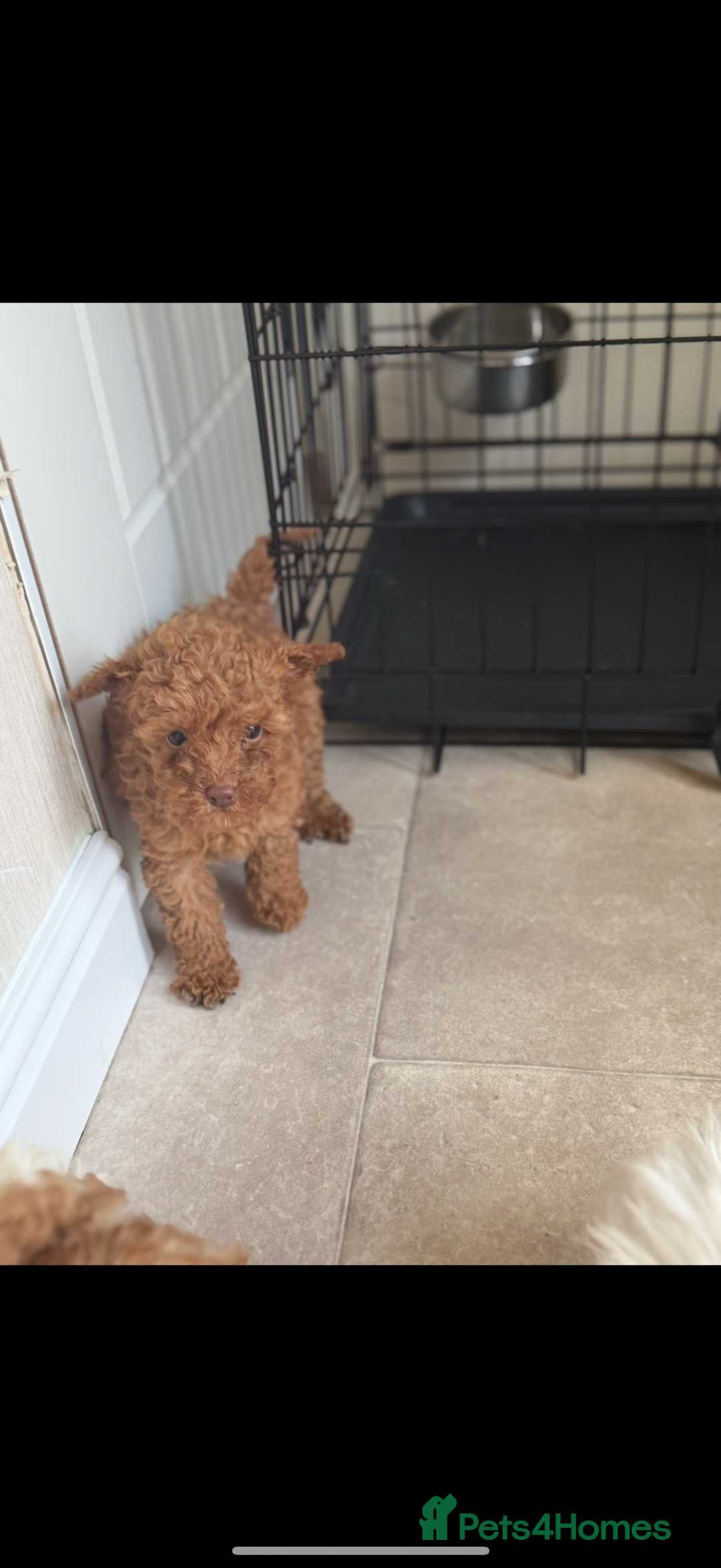 Maltipoo dogs for sale: Maitlpoo  - Advert 10