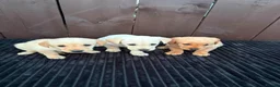 Goldador dogs for sale: Goldador puppies 9 available  - Advert 33