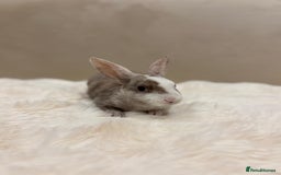 Rex rabbits for sale: Beautiful Mini Rex available to reserve🏡🤍 - Image 3