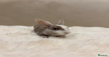Rex rabbits - Advert 14