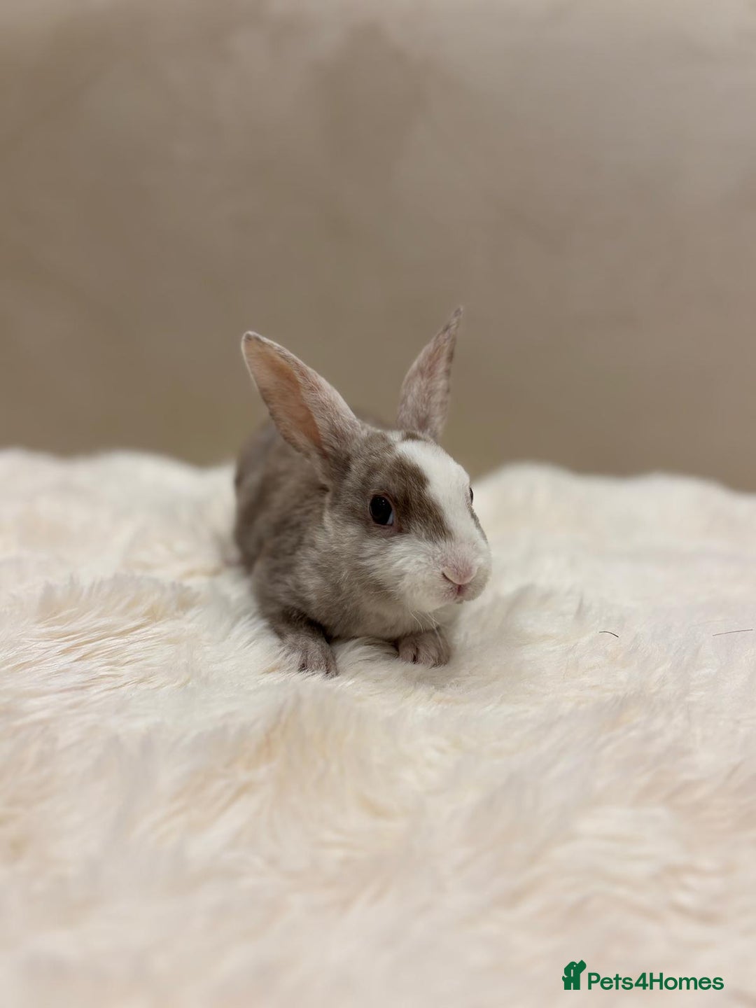Rex rabbits for sale: Beautiful Mini Rex available to reserve🏡🤍 - Image 3