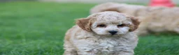 Cavapoochon dogs for sale: CAVAPOOCHON PUPPIES FOR SALE - Advert 10