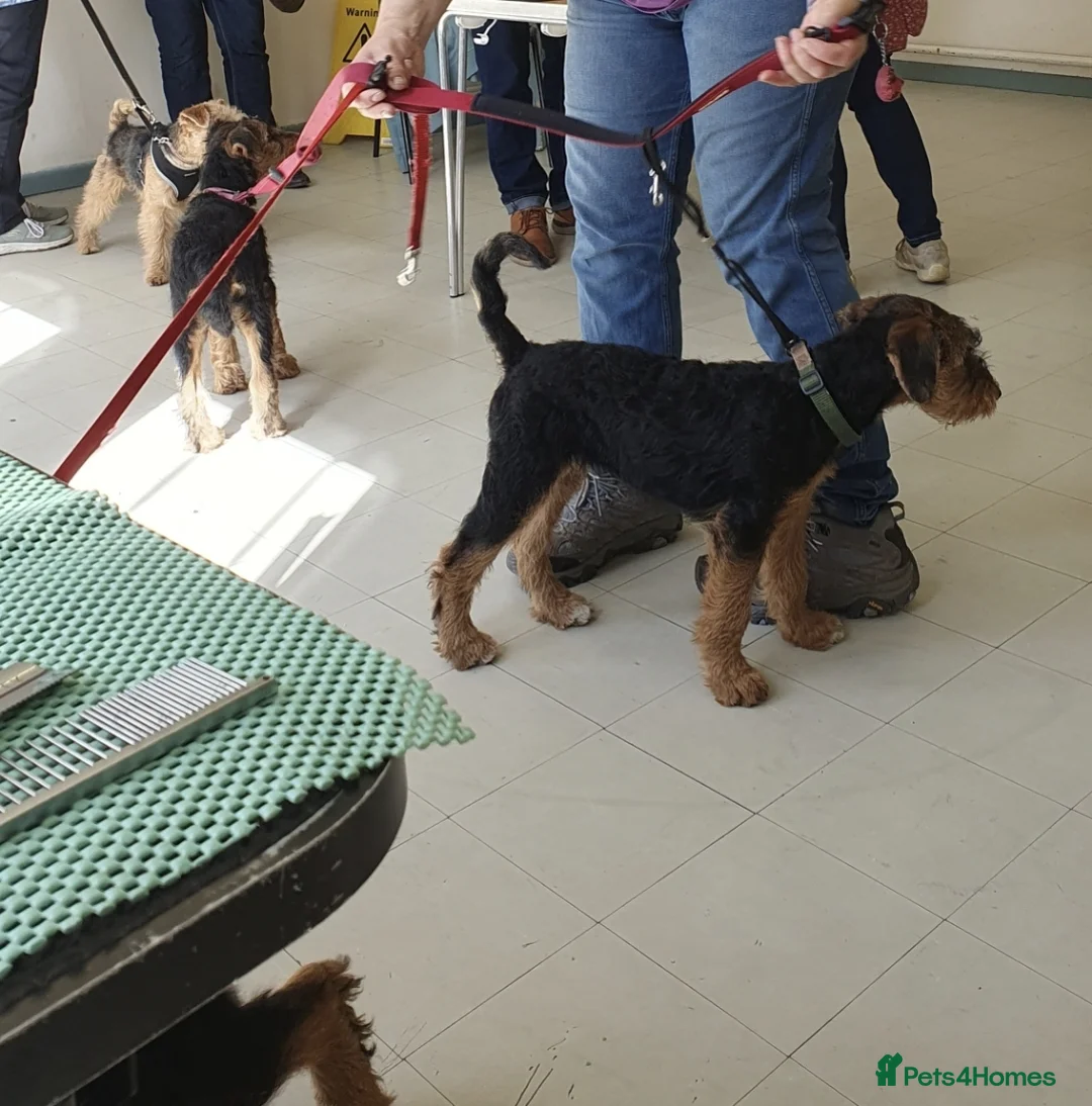 Airedale Terrier dogs for sale: Airedale Puppies from health tested parents  - Advert 2