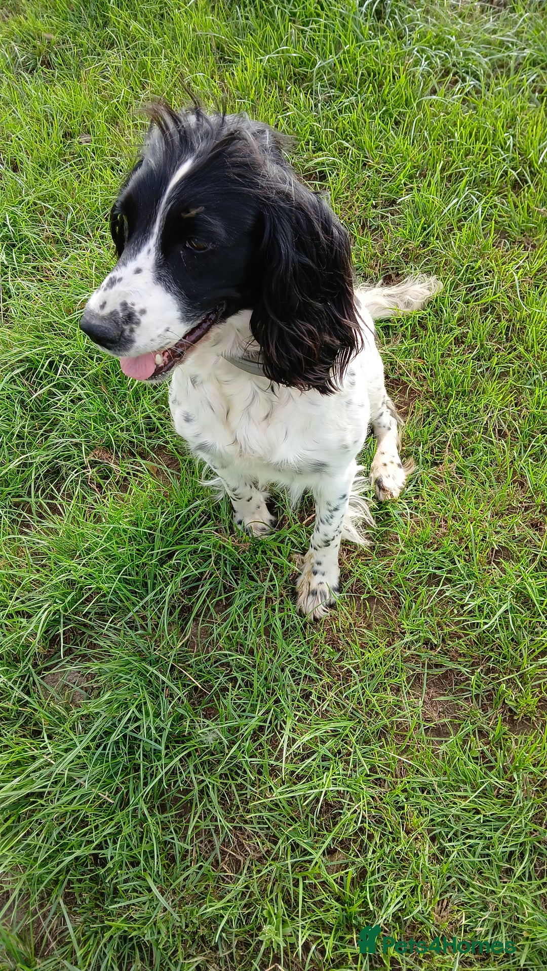 English Springer Spaniel dogs for sale: Stunning black and white springer spaniel puppies  - Image 6