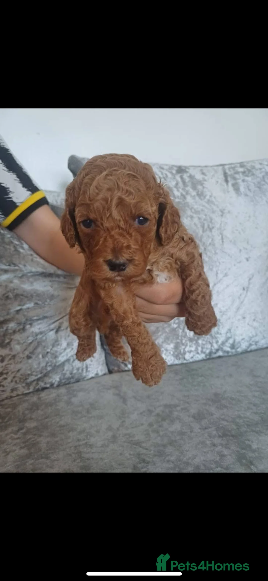 Miniature Poodle dogs for stud:  ⭐️KC PRINCE CHARMING BLUE BOY MINIATURE POODLE⭐️ - Advert 25