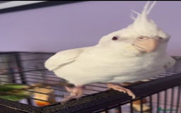 Cockatiels birds for sale: Two male cockatiels - Advert 6