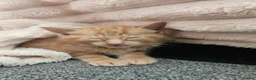 Mixed Breed cats for sale: Beautiful mixed ginger calico kittens for sale - Advert 5
