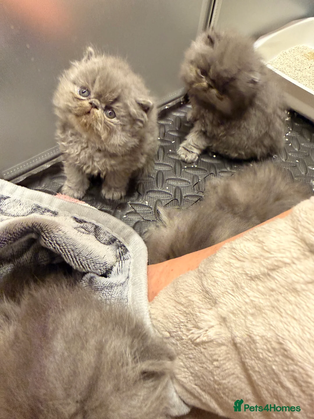 Persian cats for sale: GCCF Registered Blue Persian Kittens  - Advert 5