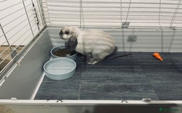 Mini Lop rabbits for sale: Vaccinated mini lop- available immediately  - Image 3