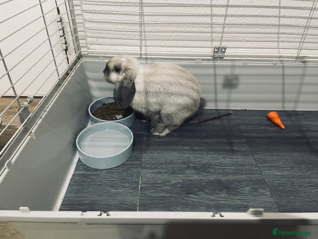 Mini Lop rabbits for sale: Vaccinated mini lop- available immediately  - Image 3