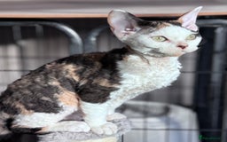 Devon Rex cats for sale: Pedigree Devons - Advert 1