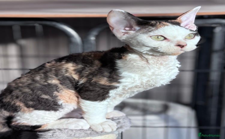 Devon Rex cats Pedigree Devons - Advert 1