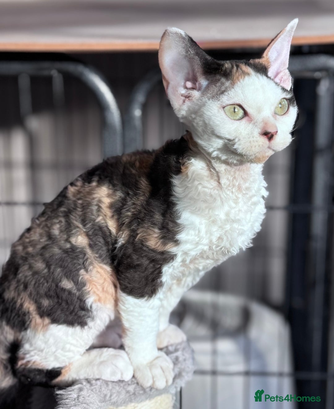 Devon Rex cats for sale: Pedigree Devons - Advert 1