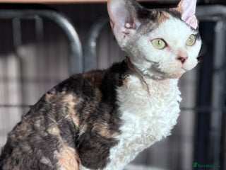 Devon Rex cats Pedigree Devons - Advert 1