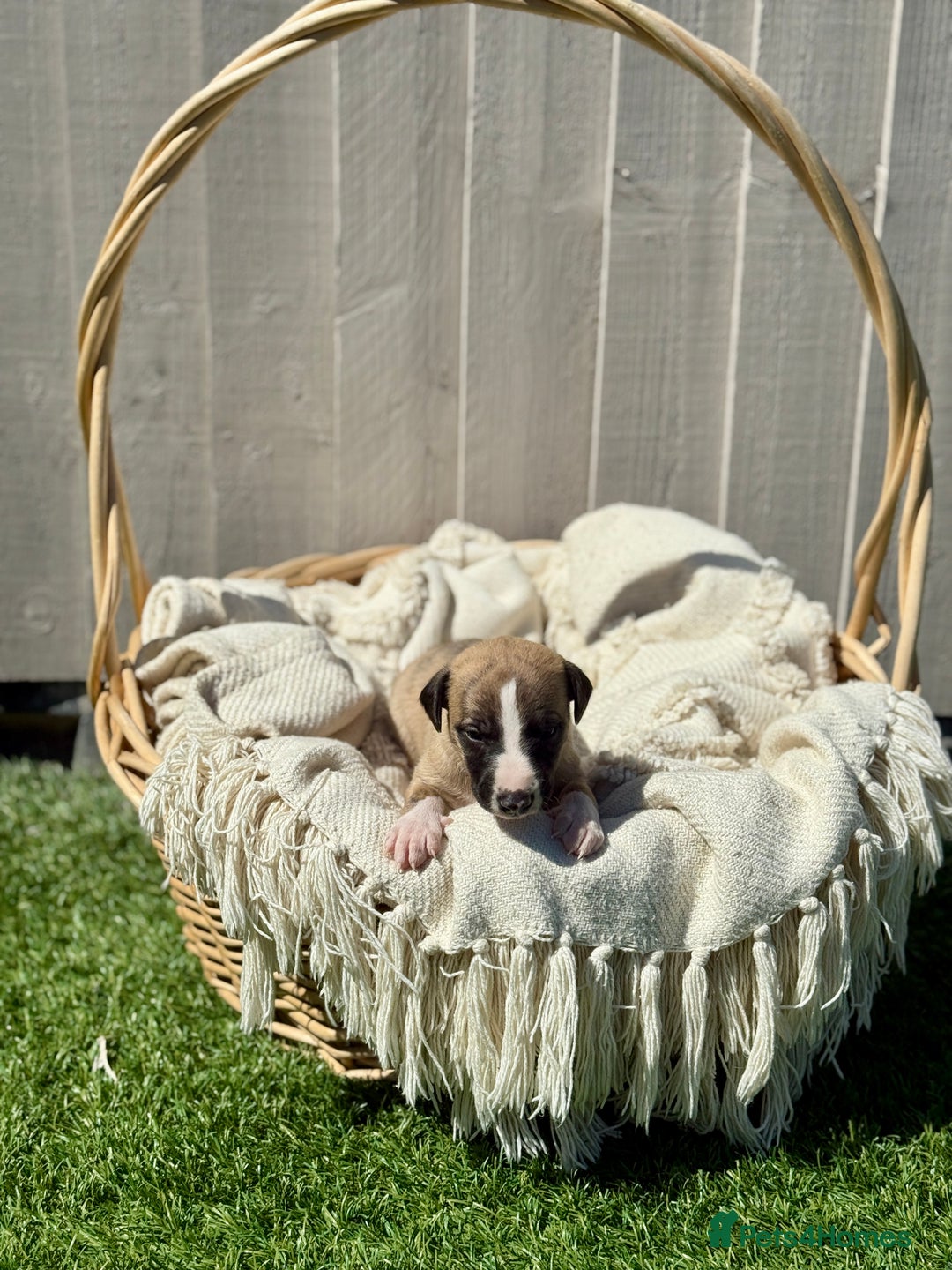 Whippet dogs for sale: Beautiful pedigree whippet puppies  - Image 9