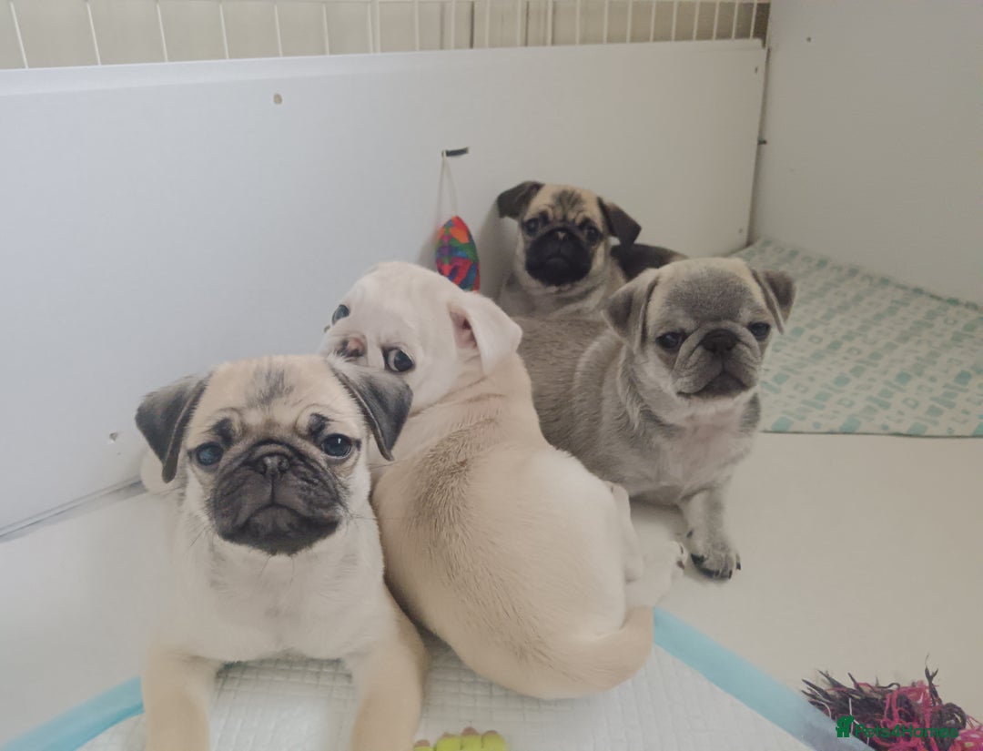 Pug dogs for sale: Stunning Male pug pups - Image 5