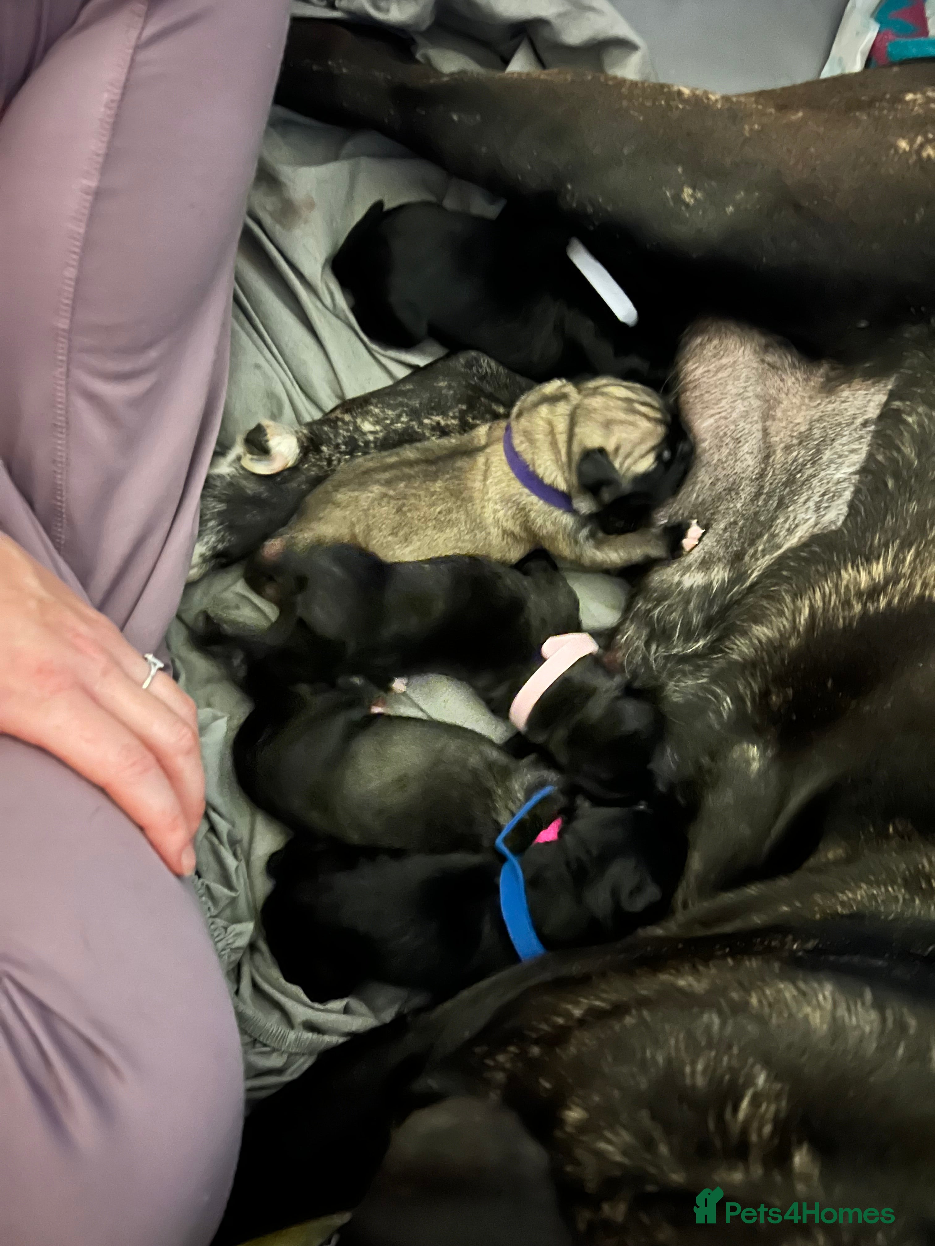 Cane Corso dogs Cane Corso puppies family reared no expense spared - Advert 1