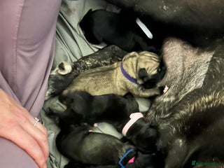 Cane Corso dogs Cane Corso puppies family reared no expense spared - Advert 4