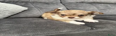 Chihuahua 5
