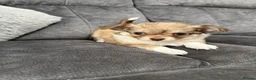 Chihuahua dogs for sale: Beautiful chihuahua pups - Advert 3