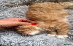 Mixed Breed cats for sale: Ginger,Tortoiseshell, Tuxedo Kittens Sale London  - Advert 19