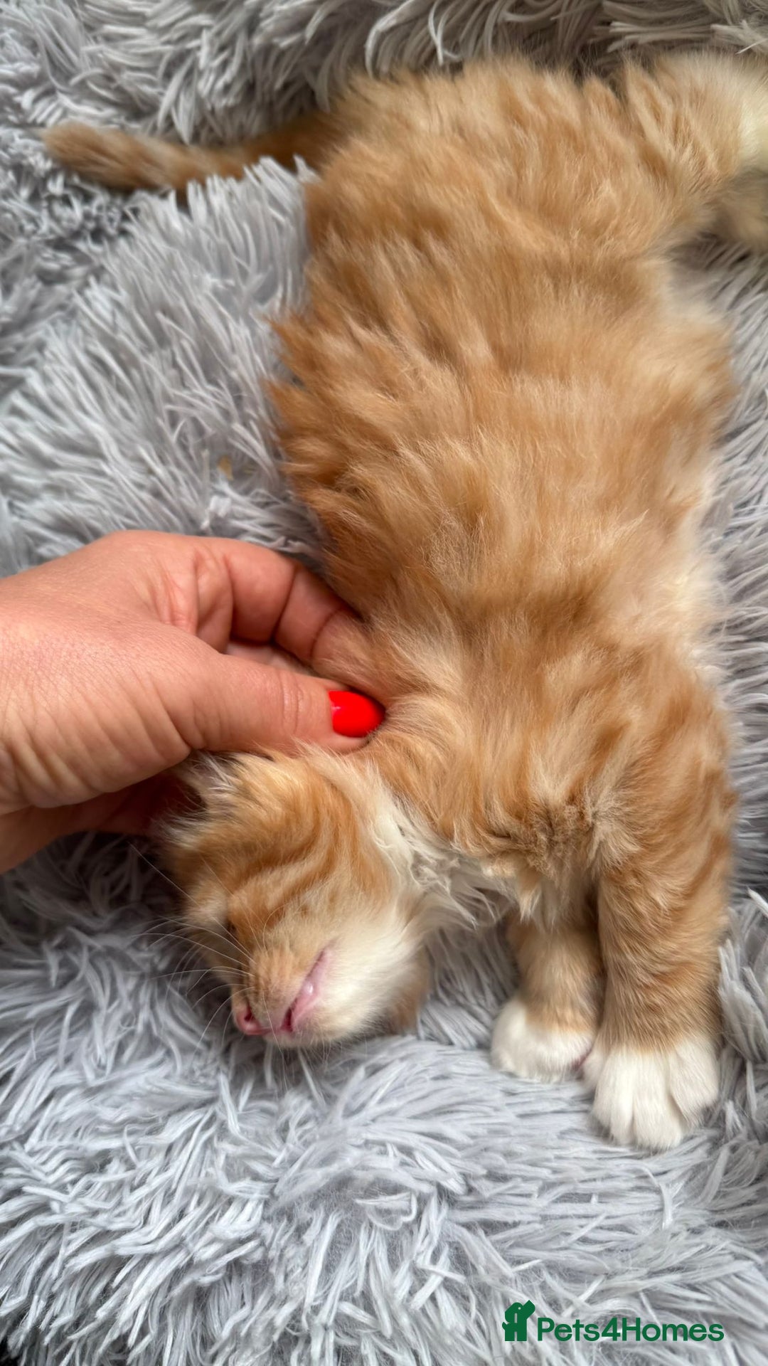 Mixed Breed cats for sale: Ginger,Tortoiseshell, Tuxedo Kittens Sale London  - Advert 19