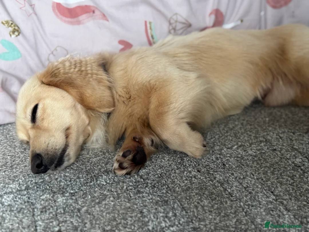 Miniature Dachshund dogs for stud: KC- ee/ii CREAM miniature LH dachshund in Sutton-in-Ashfield - Advert 5