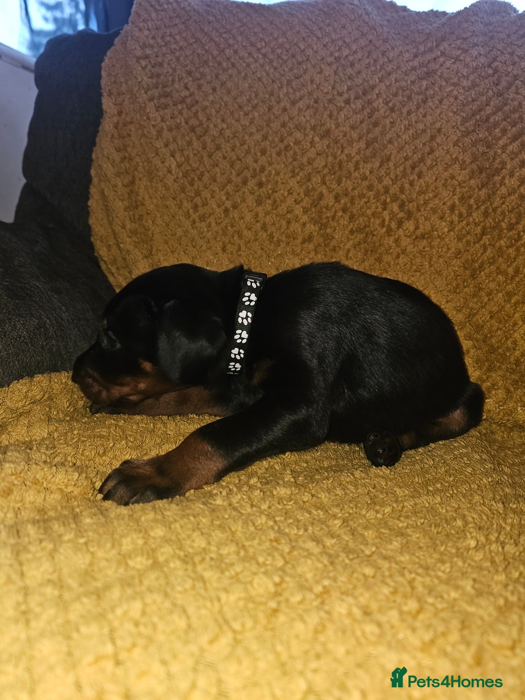 Dobermann dogs for sale: ☆☆DOBERMAN PUPPIES FOR SALE ☆☆ - Advert 11