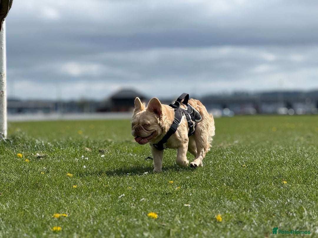 French Bulldog dogs for sale: 🔥Outstanding Quality Fluffy Frenchies🔥 - Advert 6