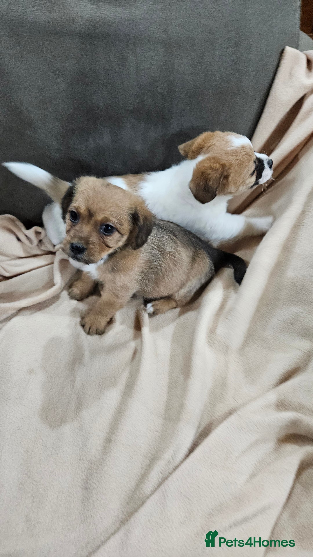 Mixed Breed dogs for sale: Shitzu cross jack Russell  - Advert 6