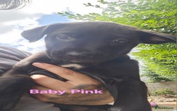 Mixed Breed dogs for sale: 3 puppies left. We have 2 girls and a boy  - Image 11
