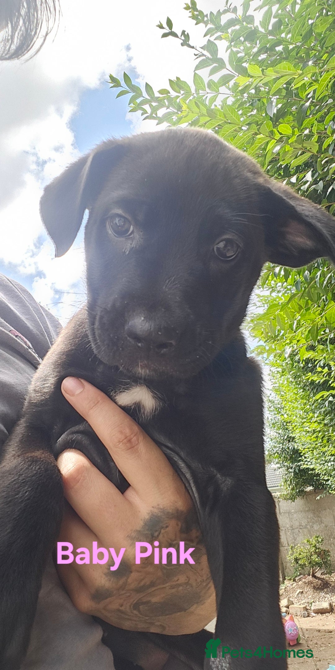 Mixed Breed dogs for sale: 3 puppies left. We have 2 girls and a boy  - Image 11