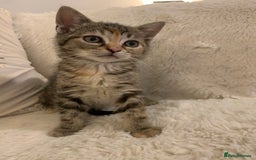 British Shorthair cats for sale: Ready now British short haired & bengal kittens x4 - Image 2