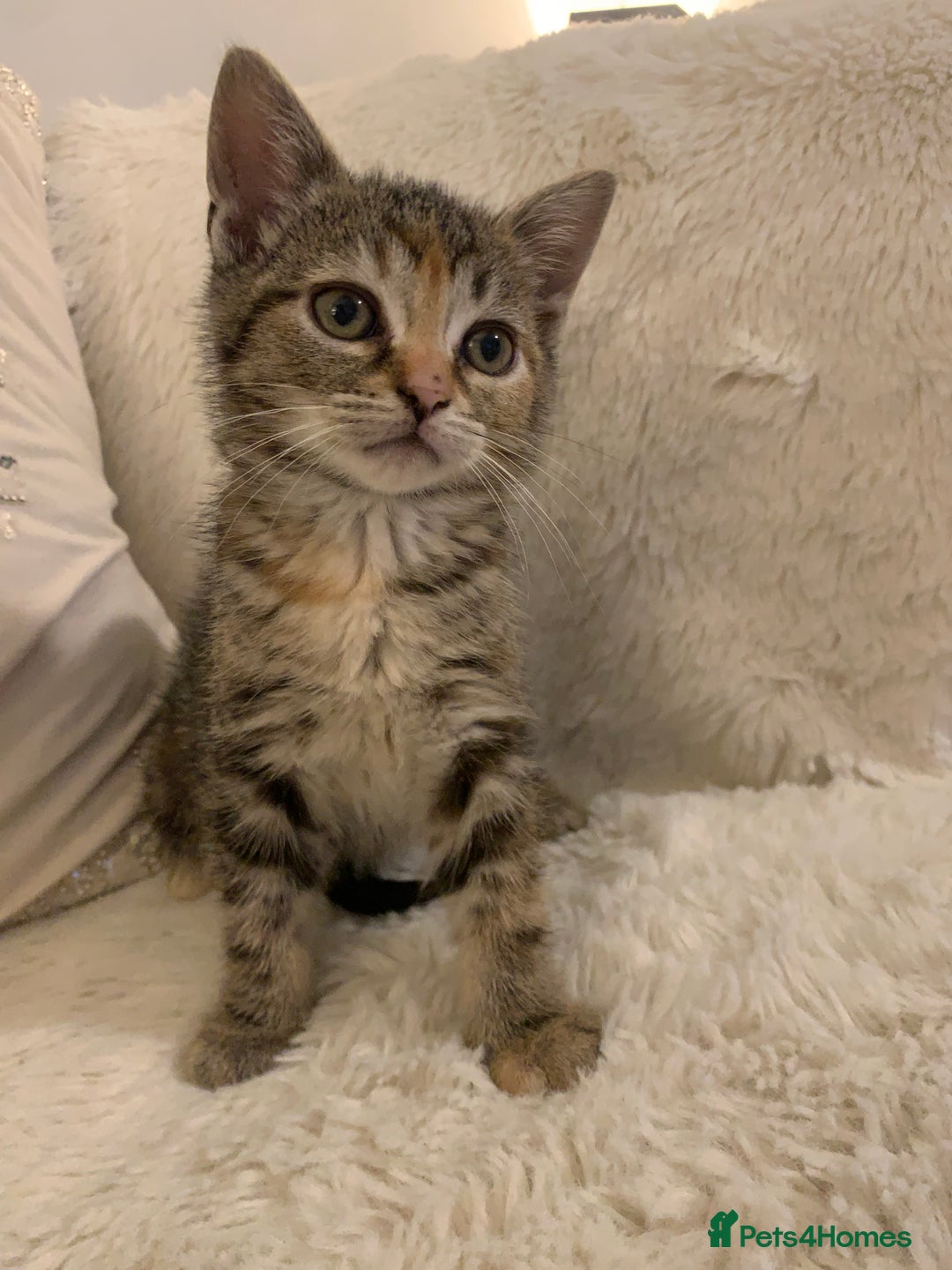 British Shorthair cats for sale: Ready now British short haired & bengal kittens x4 - Image 2