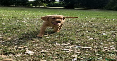 Labrador Retriever dogs - Advert 2