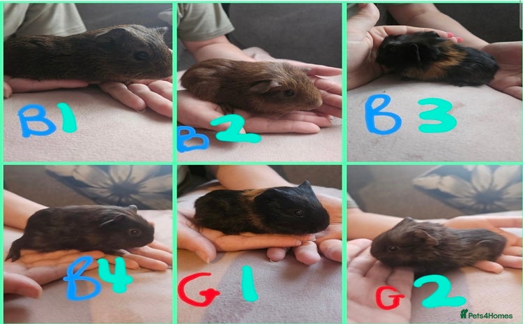 Guinea Pig rodents - Advert 12