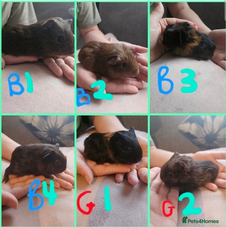 Guinea Pig rodents - Advert 16
