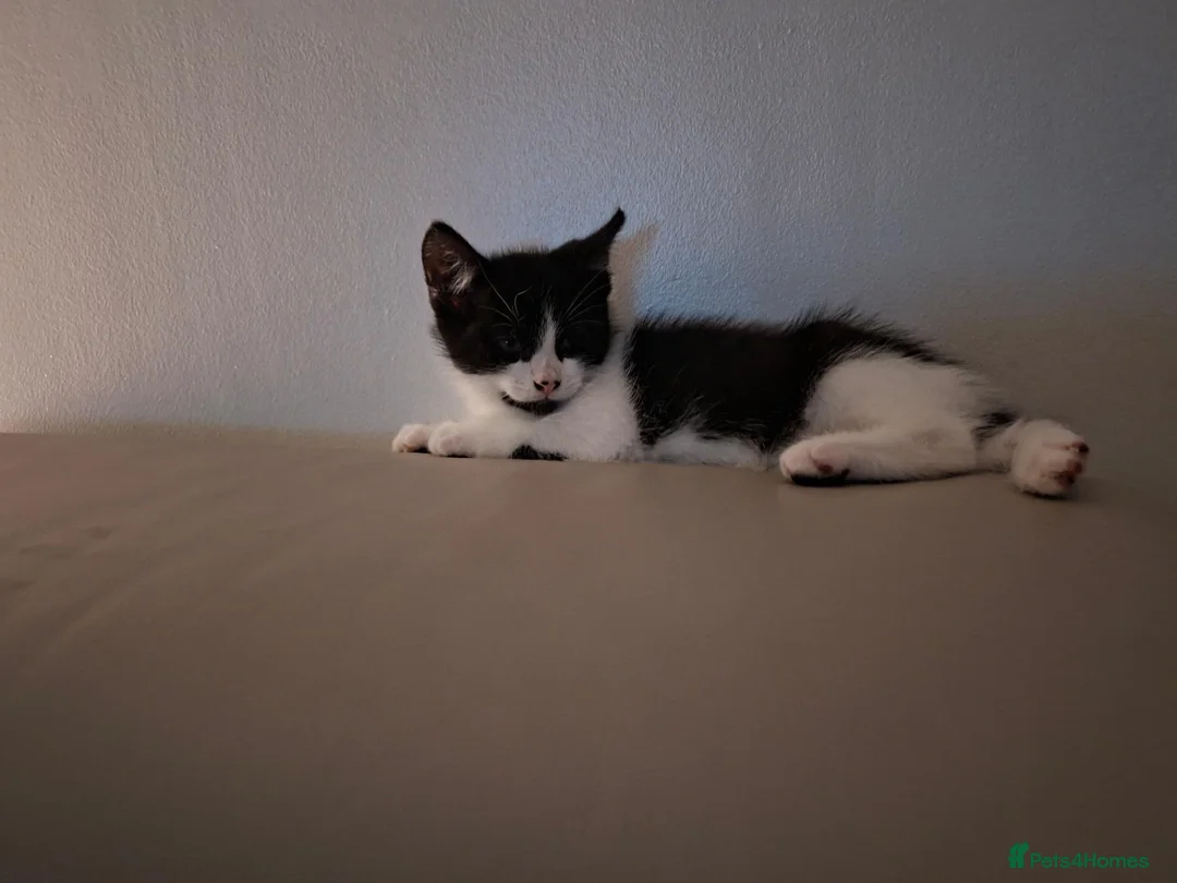 Mixed Breed cats for sale: 9 week Male kitten  in Manchester - Advert 2
