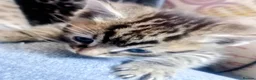Mixed Breed cats for sale: ORIENTAL BENGAL X MAU KITTENS READY NOW! 1 OF EACH - Advert 2