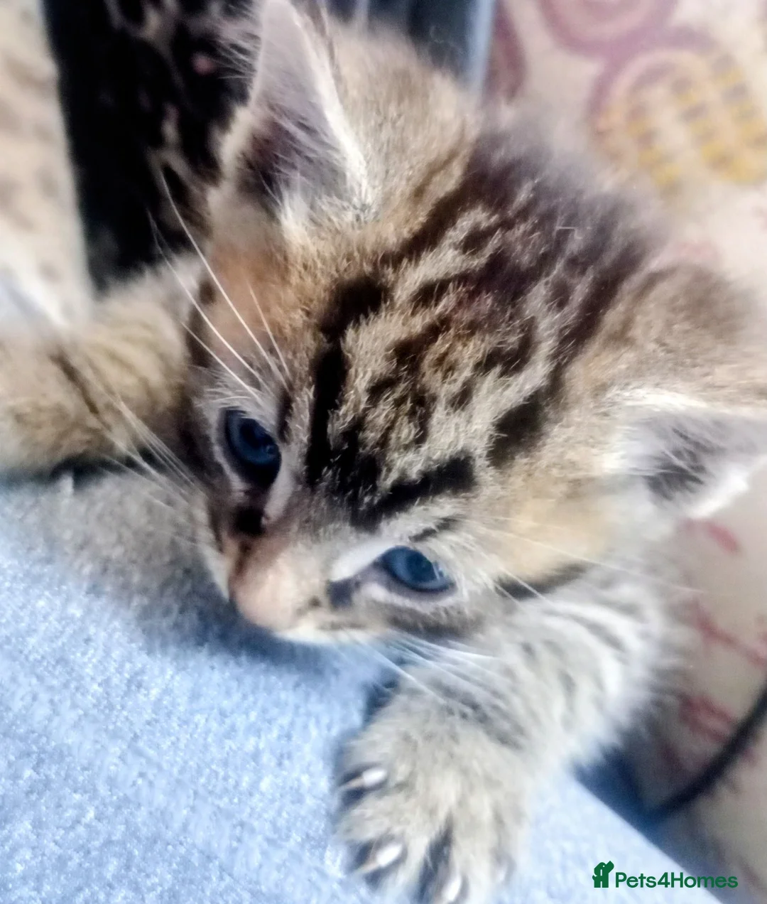 Mixed Breed cats for sale: ORIENTAL BENGAL X MAU KITTENS READY NOW! 1 OF EACH - Advert 2