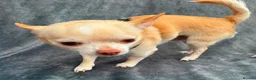 Chihuahua dogs for adoption: 💙ARMANI & 💙GUCCI – TWO HEARTS ONE BOND in Peterborough - Advert 9