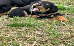 Rottweiler dogs for sale: Chunky Rottweiler puppies for sale  - Image 23