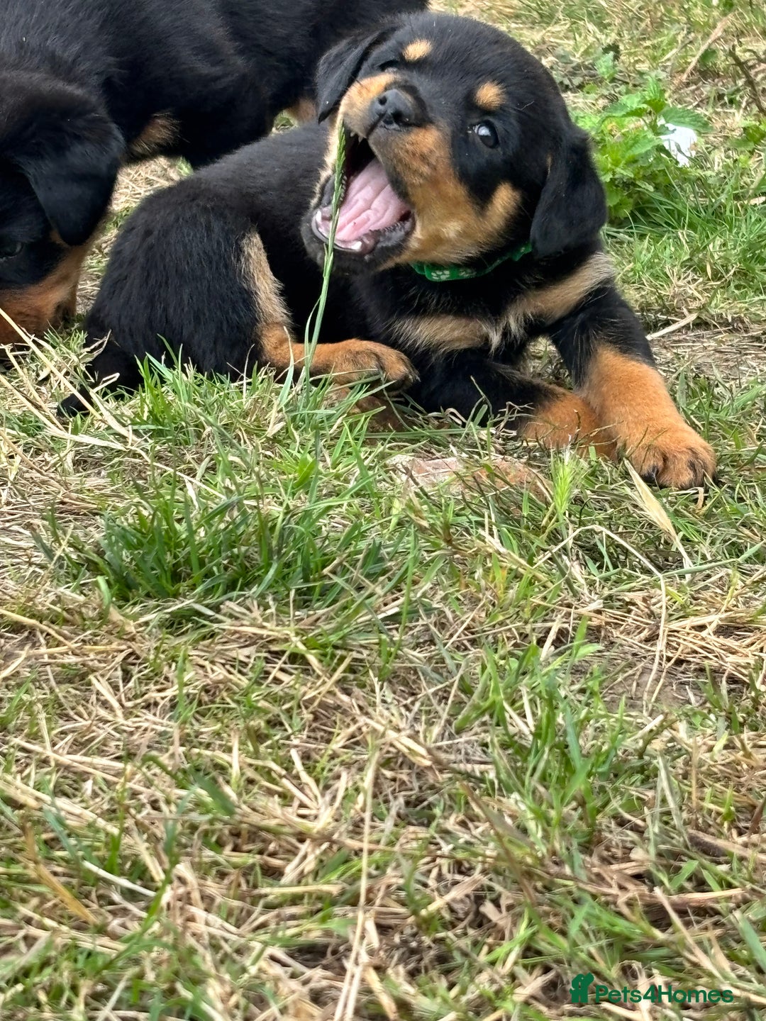 Rottweiler dogs for sale: Chunky Rottweiler puppies for sale  - Image 23