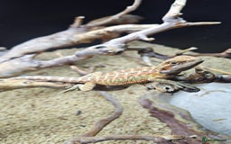 Bearded Dragon reptiles for sale: Bearded dragon babies  - Advert 6