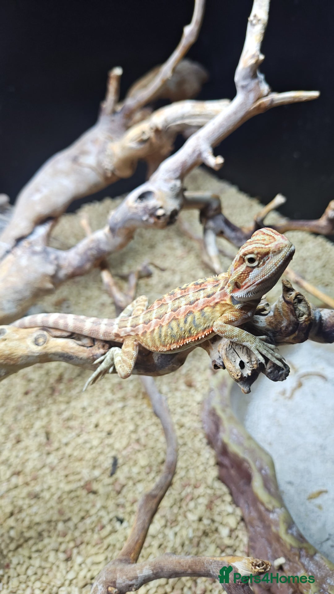 Bearded Dragon reptiles for sale: Bearded dragon babies  - Advert 6