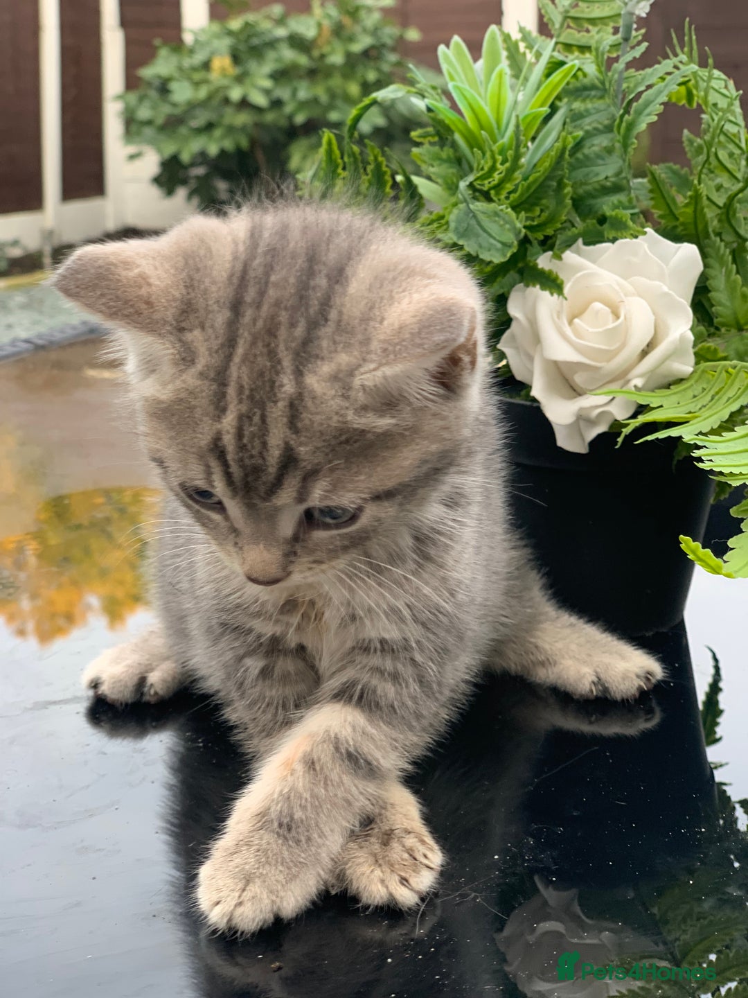 Toyger cats for sale: Tabby kittens  - Image 17