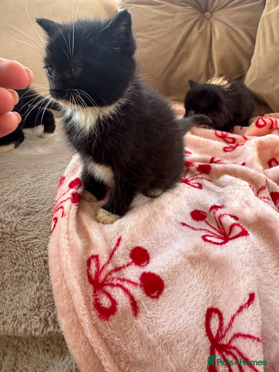 Maine Coon cats for sale: Maine coon x kittens  - Advert 7